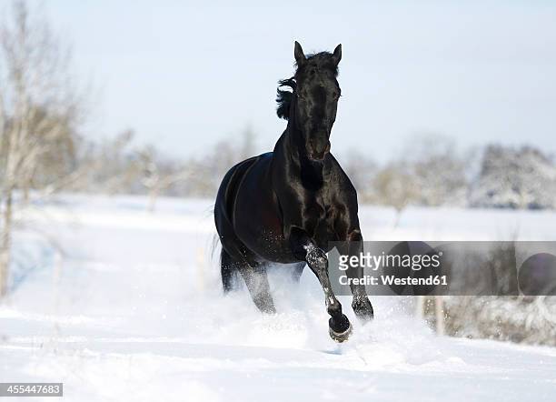 germany, baden wuerttemberg, black horse running in snow - black horse stockfoto's en -beelden