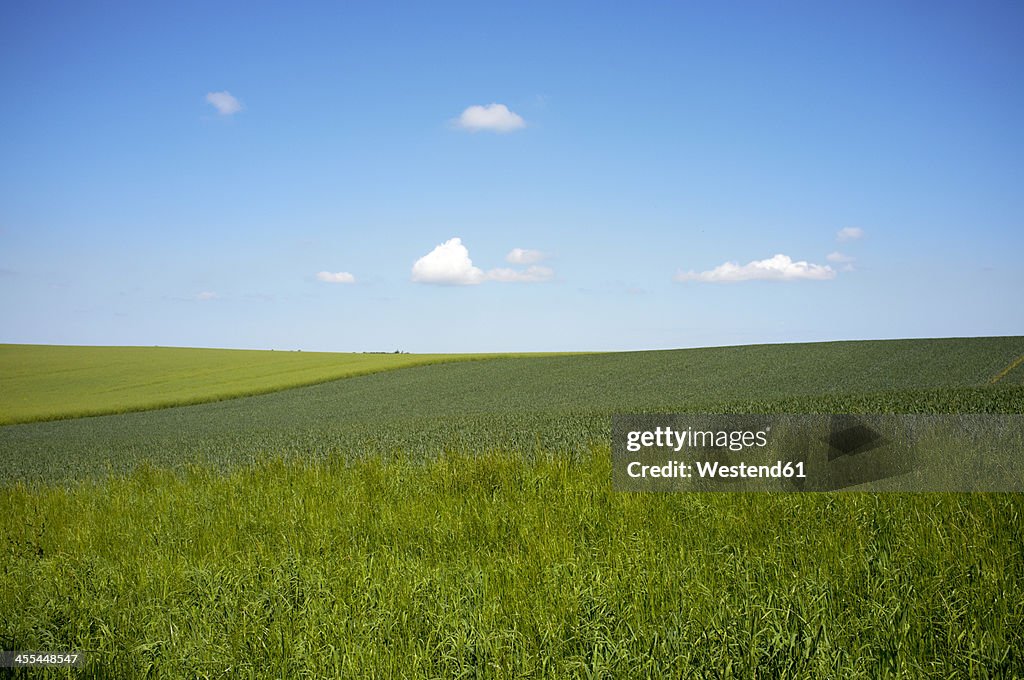 Germany, Schleswig Holstein, View of grassland