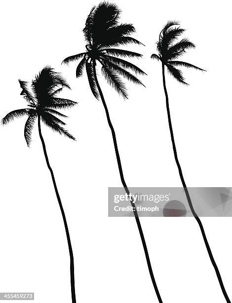 three palms"" - tall high stock-grafiken, -clipart, -cartoons und -symbole