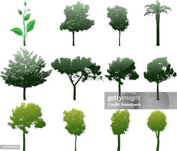 tree set - beech tree stock illustrations