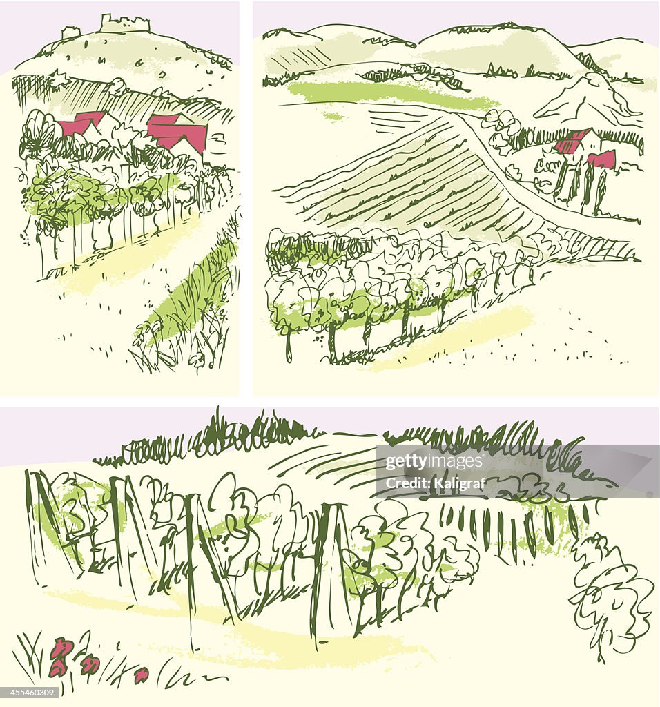 Vineyards with estate