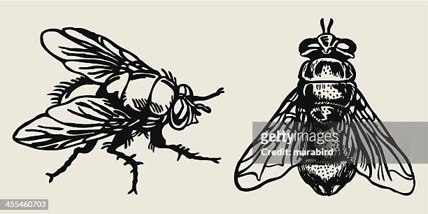 illustrazioni stock, clip art, cartoni animati e icone di tendenza di fly - animale nocivo
