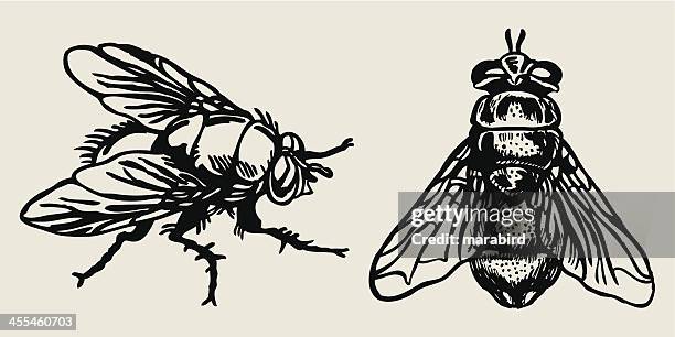 bildbanksillustrationer, clip art samt tecknat material och ikoner med fly - tvåvingar