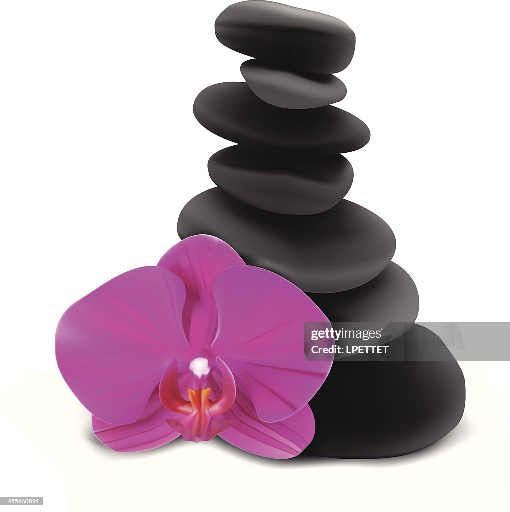 Orchid And Stones  - Vector Illustration
