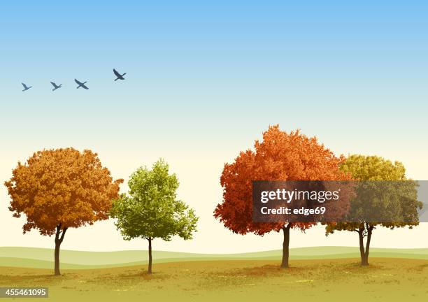 autumn trees - fall trees stock illustrations