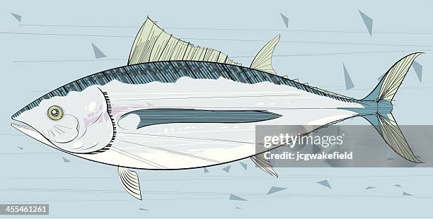 ilustrações de stock, clip art, desenhos animados e ícones de atum - scombridae