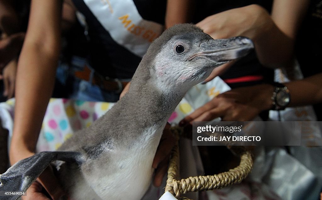 PHILIPPINES-ANIMAL-PENGUIN