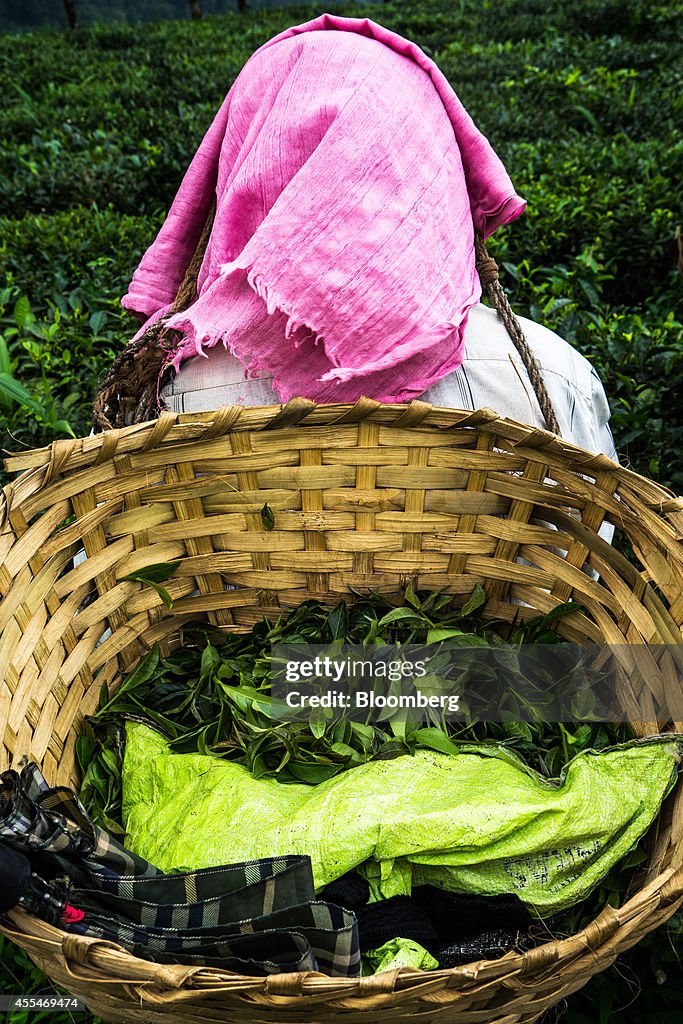 Production At The Makaibari Tea Estate As It Becomes Most Expensive Tea In India