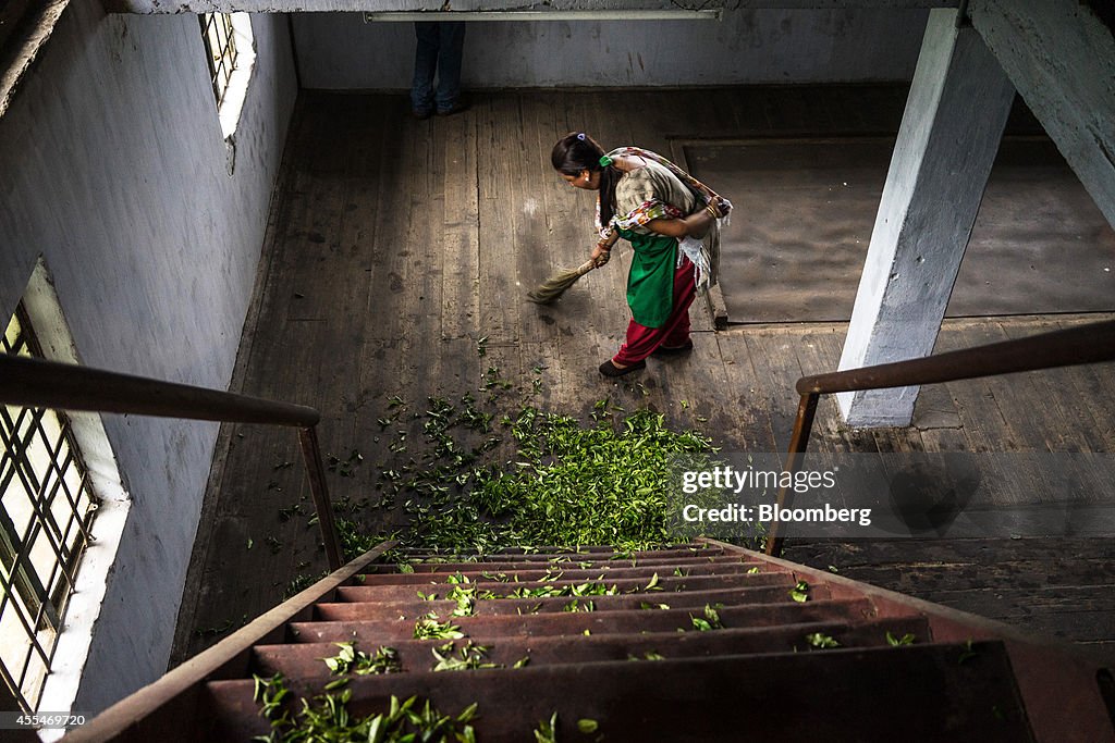 Production At The Makaibari Tea Estate As It Becomes Most Expensive Tea In India