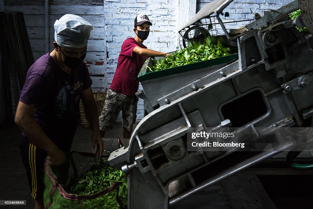 Production At The Makaibari Tea Estate As It Becomes Most Expensive Tea In India