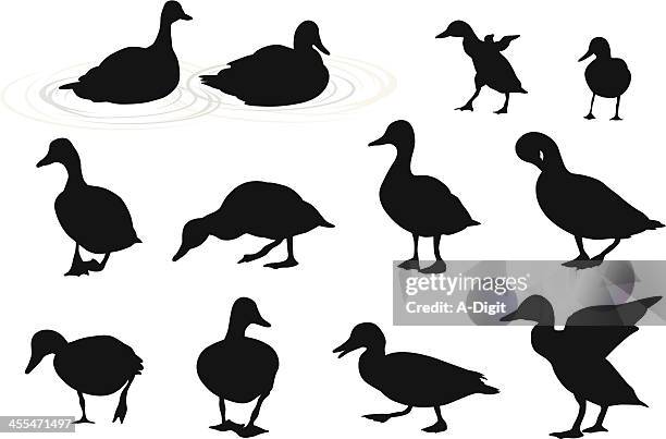 lakeducks - ente stock-grafiken, -clipart, -cartoons und -symbole