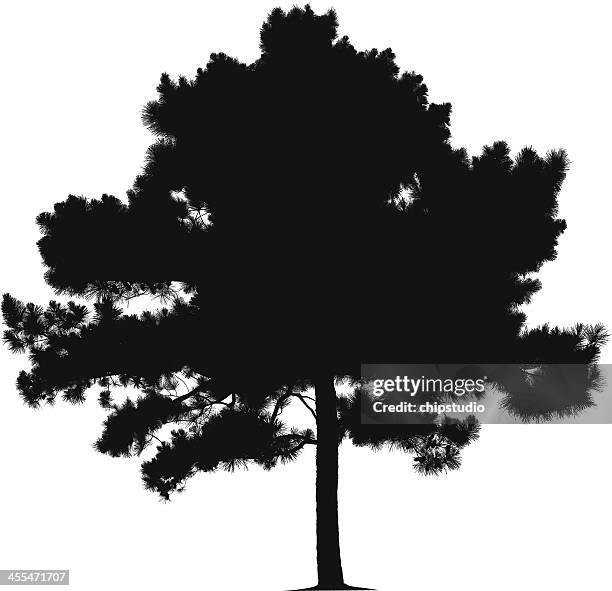 pine tree silhouette - pine needles white background stock illustrations
