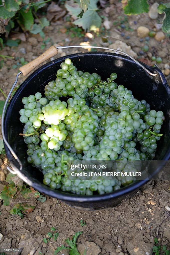 FRANCE-AGRICULTURE-WINE-HARVEST