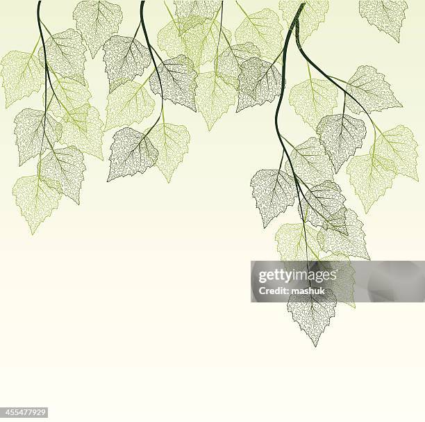 spring leaves - maple tree isolated stock illustrations