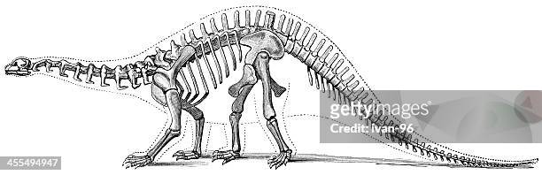 brontosaurus - saurischia stock-grafiken, -clipart, -cartoons und -symbole