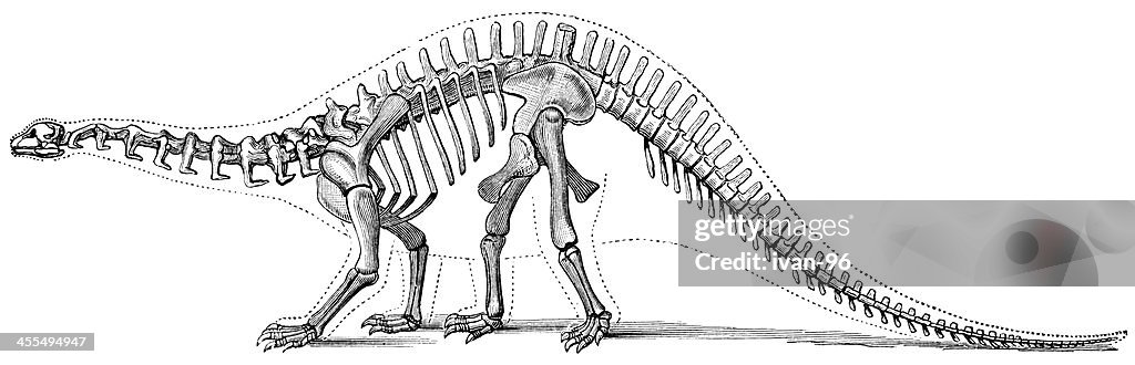 Hand-drawn illustration of a brontosaurus skeleton