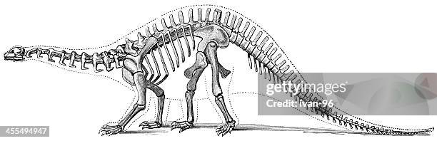 hand-drawn illustration of a brontosaurus skeleton - dinosaur skeleton stock illustrations