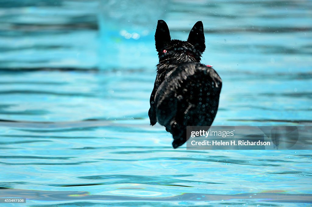 Dog Dayz at Scott Carpenter Park Pool in Boulder, CO..