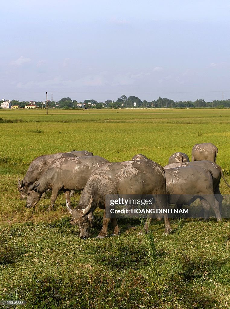 VIETNAM-ANIMAL-AGRICULTURE-BUFFALO