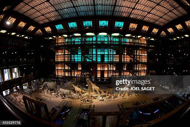 This picture taken on September 16, 2014 shows stuffed animals in the Evolution's great gallery of the Museum of Natural History in Paris. The...