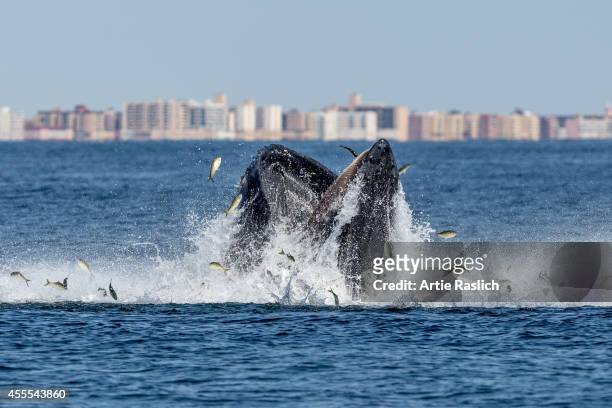 Humpback whale lunge feeding off the waters of Long Beach N.Y. Nassau County on September 15, 2014 in New York City.