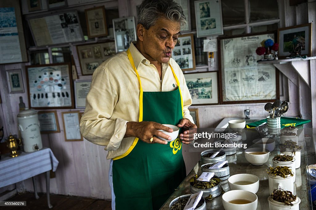 Production At The Makabari Tea Estate As It Becomes Most Expensive Tea In India