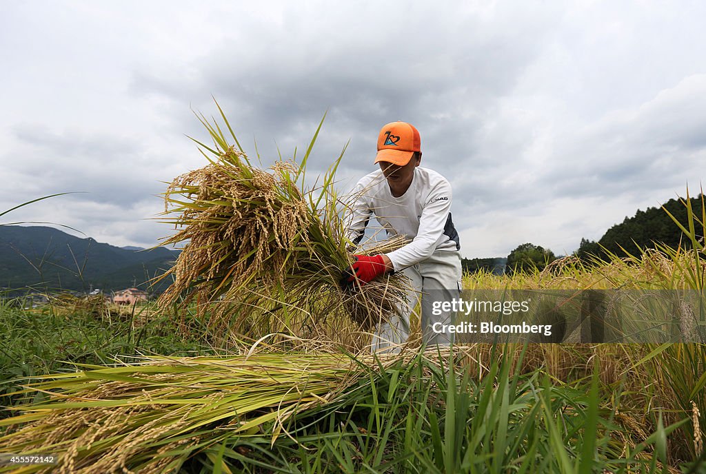 Farmers Harvest Rice In Paddy Fields As Harvest Season Peaks