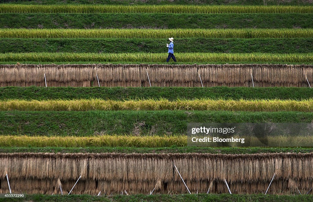 Farmers Harvest Rice In Paddy Fields As Harvest Season Peaks