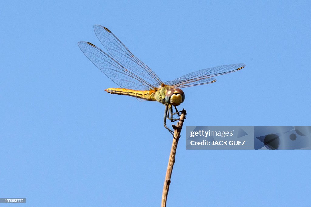 ISRAEL-NATURE-INSECT-DRAGONFLY