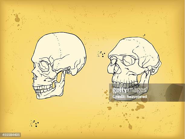 stockillustraties, clipart, cartoons en iconen met human and neanderthal skull - prehistorie