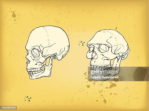 ilustrações de stock, clip art, desenhos animados e ícones de crânio humano e neandertal - animal brain