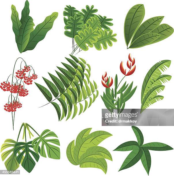 tropical plants - amazonas state brazil stock illustrations