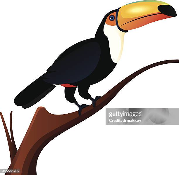 toucan - peruvian amazon stock illustrations