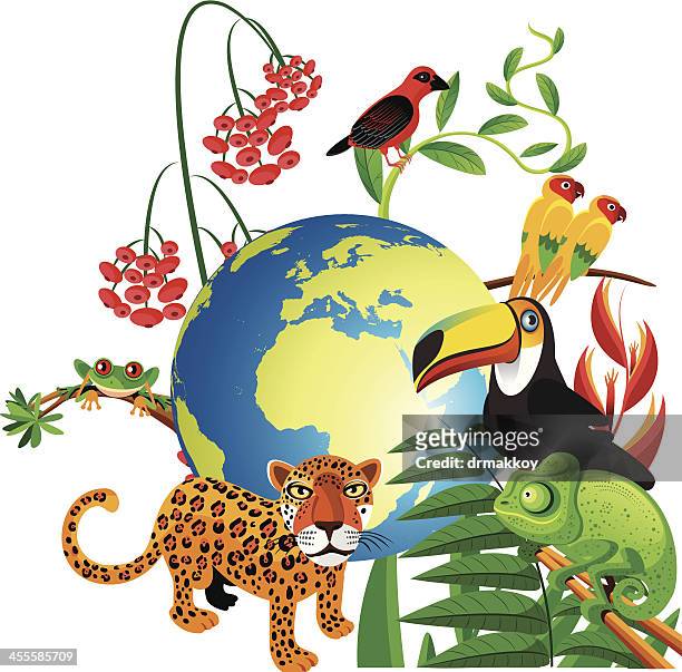 tropical world - peruvian amazon stock illustrations