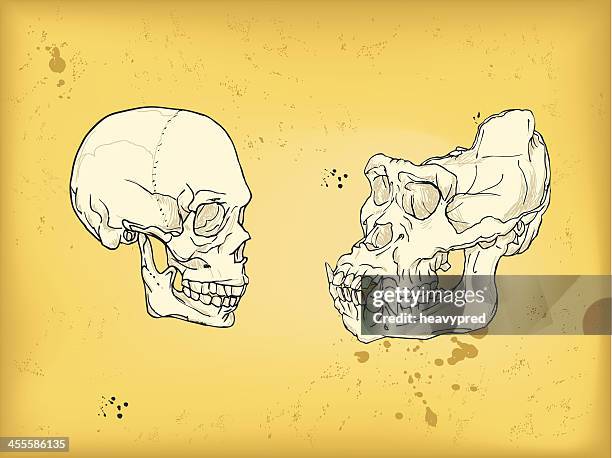 human and gorilla skull - animal brain stock illustrations