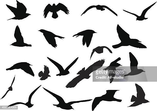 stockillustraties, clipart, cartoons en iconen met birds silhouettes - vogel silhouet