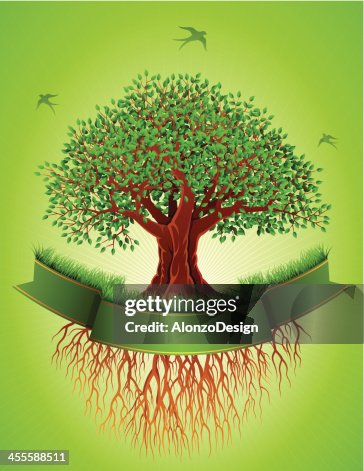 Tree Roots Banner Old Tree With Roots And Banner High-Res Vector Graphic - Getty Images