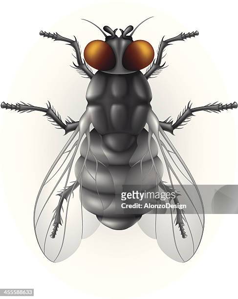 housefly - fly insect stock illustrations