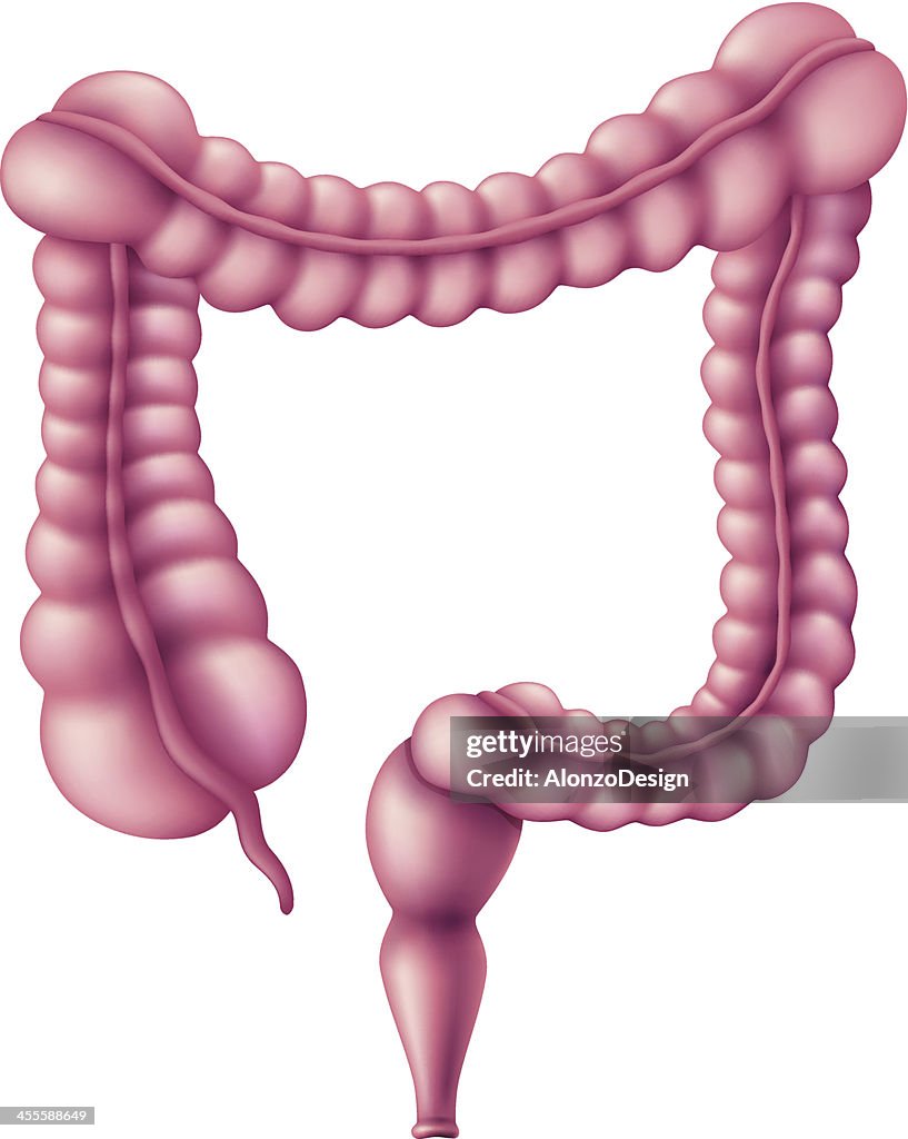 Human Large Intestine