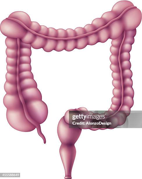 human large intestine - human large intestine stock illustrations