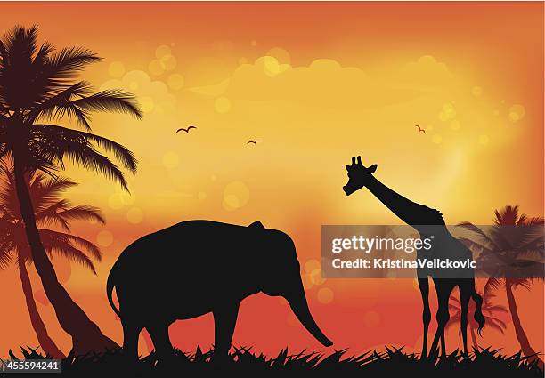 wild animals - elephants sunset stock illustrations