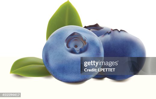 Blueberries - Vector Illustration Blueberries - Vector Illustration