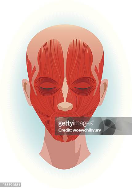 ilustrações, clipart, desenhos animados e ícones de músculos do rosto - músculo humano
