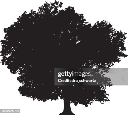 Deciduous tree silhouette vector Deciduous tree silhouette vector
