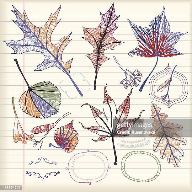 set of autumn leaves (doodle) - english oak stock illustrations