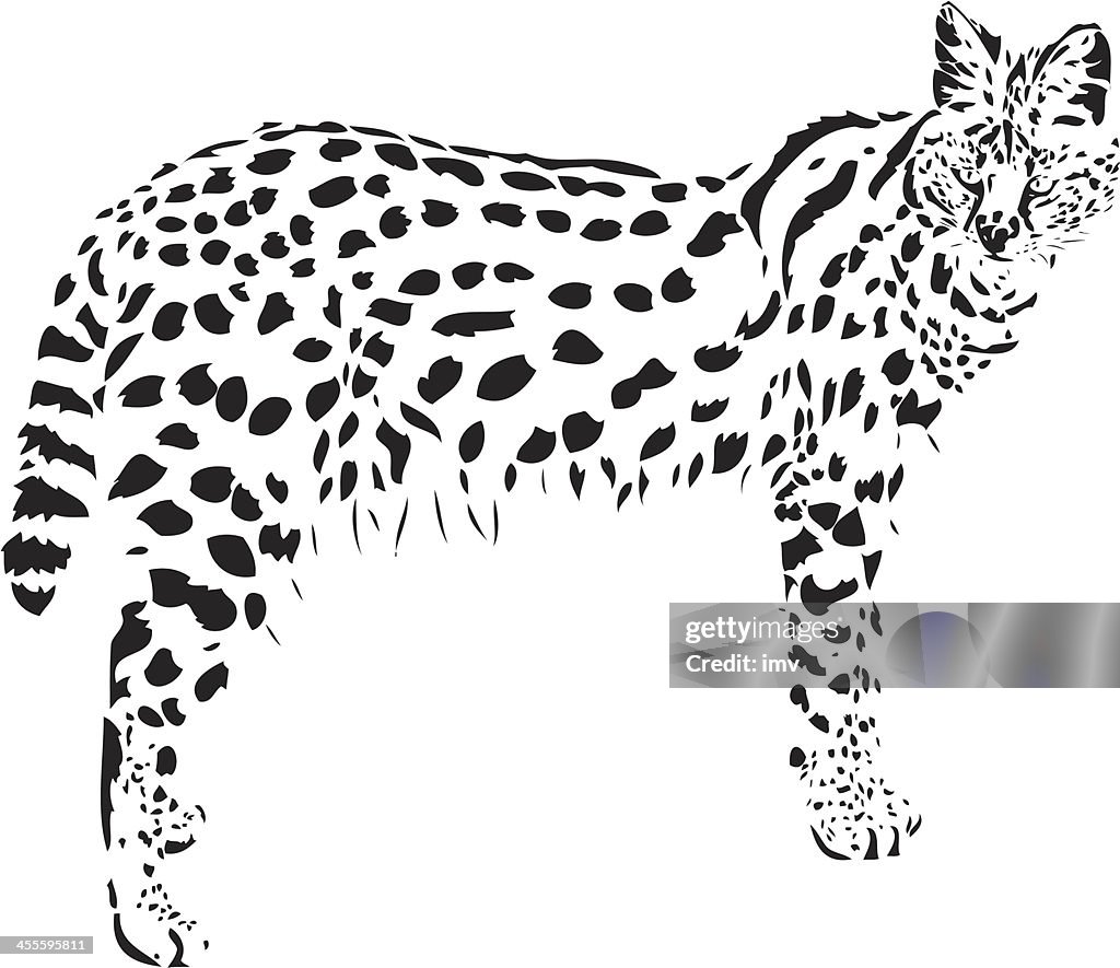 Serval in B&W