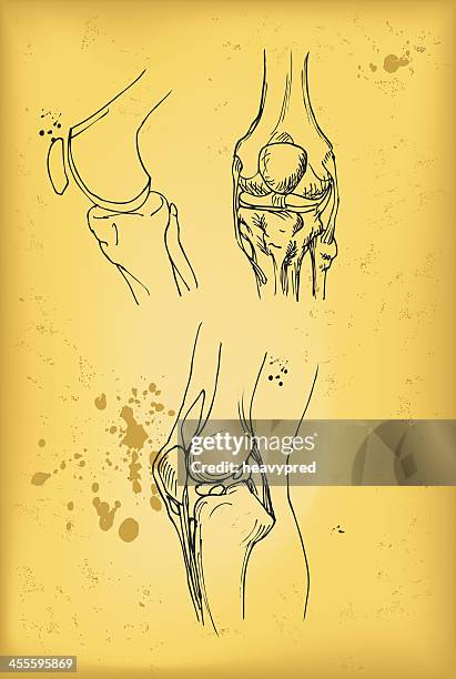 ilustraciones, imágenes clip art, dibujos animados e iconos de stock de articulación de la rodilla - ligamento de la rótula