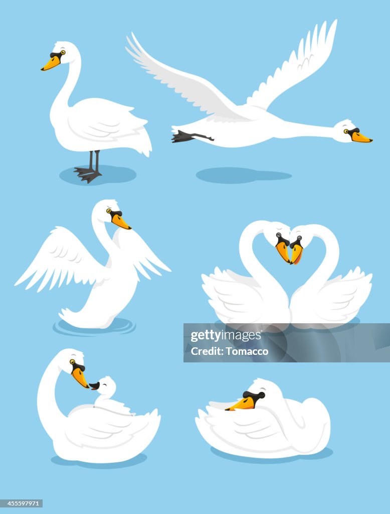 White Swan Wing Water Animal Bird Elegance Grace Set