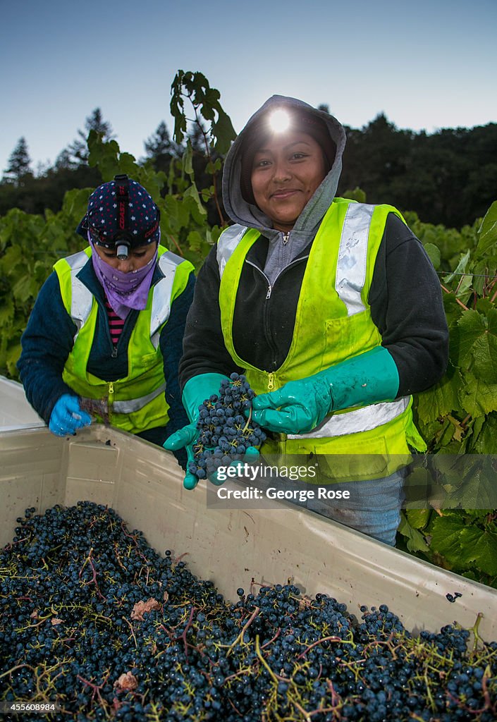 California 2014 Grape Harvest Underway