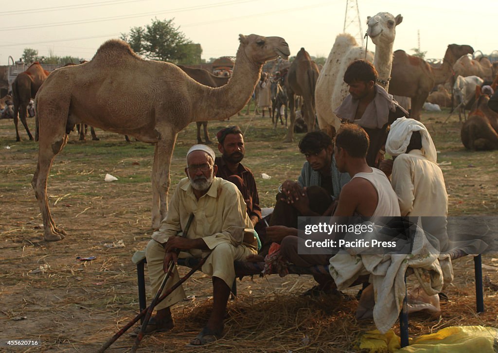 Pakistani vendors display sacrificial animals in an animal...